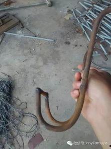 女人阉小猪视频,残忍还是必要？