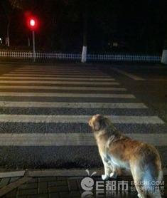 男人给女人当狗视频,揭秘男人为女人当“狗”的另类情感表达