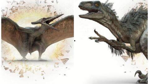 翼龙的视频,揭秘空中霸主之壮丽篇章